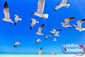 Gaviotas en Holbox - holboxtransfers.com