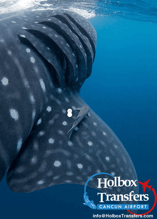 Whale shark - holboxtransfers.com