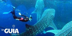 Swim with the whale shark - Holboxtransfers.com