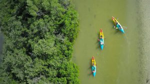 Kayaking through the mangroves - Holboxtransfers.com