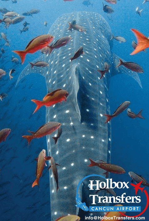 Whale shark - holboxtransfers.com