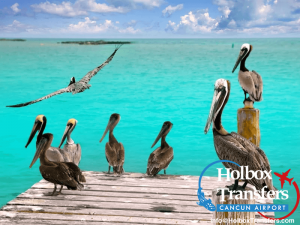 Pelícanos en Holbox - holboxtransfers.com