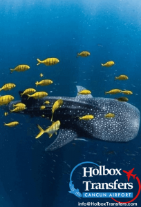 Whale shark - holboxtransfers.com