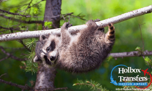 Raccoons in Holbox