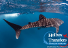 Visit Holbox Mexico to swim with the whale shark Visit Holbox Mexico to swim with the whale shark - holboxtransfers.com