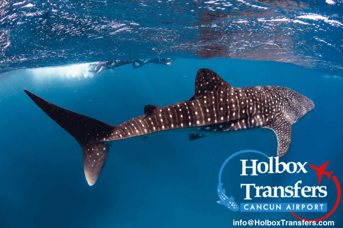 Visit Holbox Mexico to swim with the whale shark - holboxtransfers.com