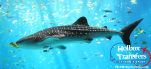 Whale Shark in Holbox