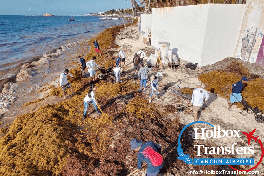 Sargassum | Holboxtransfers.com