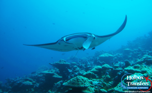 GIANT MANTA RAY in Holbox